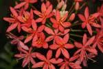 Image result for Scadoxus pole-evansii
