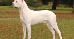Dogo Argentino Tr Pitbull Kopek Turleri Kopek