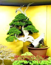 Mercadillo Kokufu Ten Parte 1 Arboles Bonsai Bonsai Bonsais