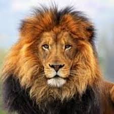 Post Bad Lions On Twitter Un Lion Noir Http T Co B18s1hjnok Le petit lion blanc a fait sa première sortie dans le tome 1 d'ozamu tezuka, sortit le 01/01/1951. bad lions on twitter un lion noir