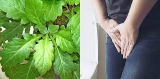 Check spelling or type a new query. 10 Manfaat Daun Beluntas Untuk Kesehatan Yang Perlu Diketahui