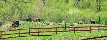 La 30 de km de brasov, in umbra culmilor marete ale pietrei craiului, se afla sanctuarul de ursi de la zarnesti. Rezervatia De Ursi Zarnesti CÄƒlÄƒtor In Romania