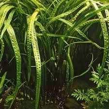 Cryptocoryne usteriana is an exciting aquarium plant. Cryptocoryne Crispatula Var Balansae Xl Topf