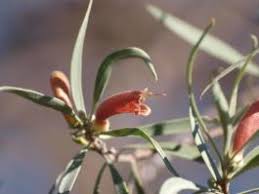 Image result for Prismatocarpus cordifolius