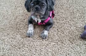 Riesenauswahl an werkzeug und baumaterial. Puppy Love Grooming Salon 13730 Beamer Rd 230 Houston Tx 77089 Yp Com