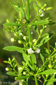 Image result for Scoparia dulcis