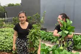 Lượt xem 4682028 năm trước. Prilly Latuconsina Punya Kebun Sayur Organik Di Rumah Tanam Apa Saja