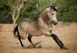 Most andalusians in the us are grays, and it is a common color in the breed. Gambler Buckskin Andalusian Stallion Elise Genest Arts Chevaux Buckskin Horse Horses Show Horses