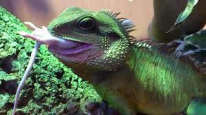The chinese water dragon (physignathus cocincinus) is a species of agamid lizard native to china and mainland southeast asia. Big Male Chinese Water Dragon Youtube