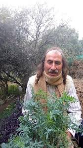 Caña con ruda para tomar en agosto como medicina para el cuerpo y el alma.  , Este fin de semana vamos hacer degustaciones. , Y el primero de agosto  como todos los años nos juntamos a compartir a la ...