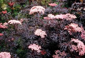 Perennial plants are well suited to clay soils and will do much better than delicate annuals. The Dirt On Dirt Clay Proven Winners