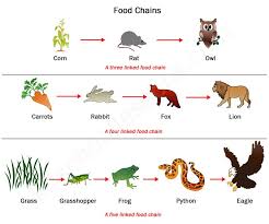 Food chains & food webs. Food Chains And Food Webs Examples Of Food Chains And Food Webs Science Food Chains Food Chain Activities Simple Food Chain