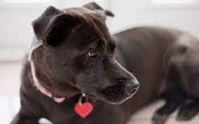 Pitbull Lab Mix Have You Discovered The Bullador