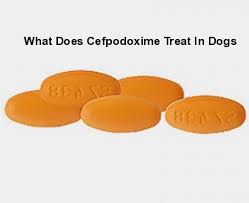 What Does Cefpodoxime Treat In Dogs Pills Online