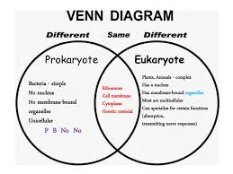 Also, the dna is bound by the nucleus. Eukaryotes Vs Prokaryotes Venn Diagram