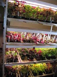 In this study, a detailed phytochemical investigation of the secondary metabolites of coleus forskohlii. All About Coleus Garden Org