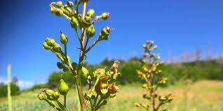 Image result for Ficalhoa laurifolia