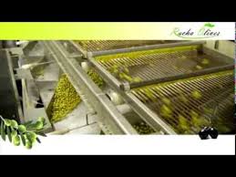 Racha Olives Youtube