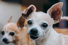 Make sure to hit that subscribe button so you can keep up sound which will make your dogs & puppies ears stand up sound effect request if you are looking. When Do Chihuahua Puppies Ears Stand Up Stop The Flop