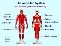 In this video we look at the 13 major muscle groups in the human body, and some everyday movements that each group is involved in.transcript noteswhat are. Musculoskeletal Major Muscles Diagram Quizlet