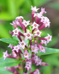 Image result for Cestrum × cultum