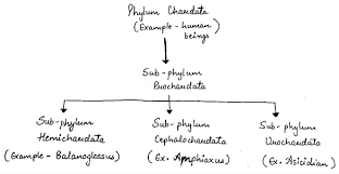 Outline The Flow Charts Of Phylum Chordata