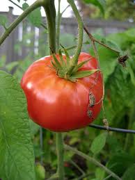 Fruit & produce exporters from gisborne, new zealand to destinations around the world. Best Tomatoes To Grow In Cool And Cold Weather Harvest To Table