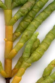 Image result for Halosarcia