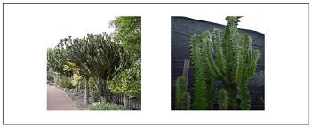 Image result for Euphorbia schimperiana