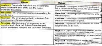 Meiosis worksheet answer key multiple choice : Meiosis Questions Flashcards Quizlet