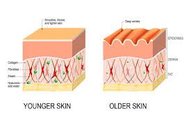 Image result for Collagen
