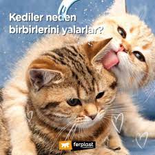 ferplast turkiye kediler neden birbirlerini yalarlar facebook