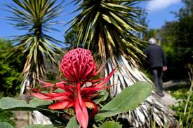 Abritant plus de 1200 espèces de l'hémisphère austral, le jardin entoure le château de vauville d'une ambiance subtropicale tout à fait surprenante. Vauville Le Jardin Du Voyageur Ouvre Ses Portes La Presse De La Manche