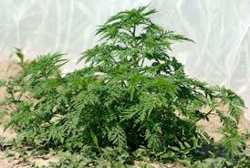 Retrouvez ses actualités, ses services municipaux, les informations touristiques, l'agenda des manifestations. Ambroisie Une Plante Hautement Allergisante Pour L Homme Agence Regionale De Sante Nouvelle Aquitaine