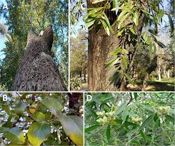 Ancak, bu alet profesyonel kişiler tarafından kullanılırsa daha sağlıklı olabilir. Saponin Production From Quillaja Genus Species An Insight Into Its Applications And Biology