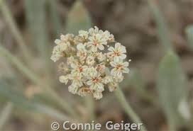 Image result for Eriosema pauciflorum