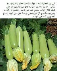 الكوسة life in egypt vegetables fake girls