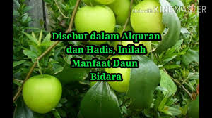 Selain itu, daun bidara juga mempunyai segudang manfaat dan juga khasiat dalam menjaga kesehatan tubuh anda. Disebut Dalam Alquran Dan Hadis Inilah Manfaat Daun Bidara Youtube