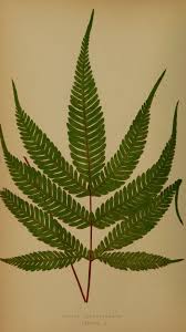 Image result for Pteris preussii