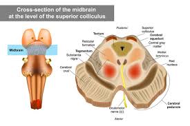 Image result for Midbrain