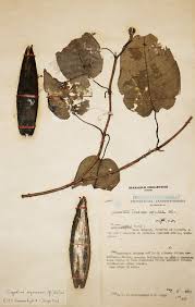 Image result for Parquetina calophylla