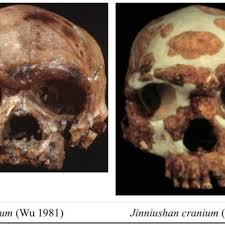 Maybe you would like to learn more about one of these? 1 2 1 Potential Asian Representatives Of The Denisovans Download Scientific Diagram