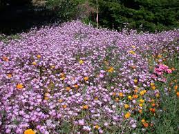 Www Canvasworksneedlepoint Com Santa Barbara County Spring Flowers Flowers