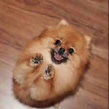 comment bien eduquer son chiot pas a pas mois par mois vous souhaitez bien dresser votre berger allemand pomeranian puppy cute pomeranian cute baby animals