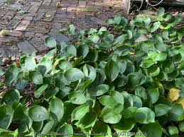 Image result for Stolzia williamsonii