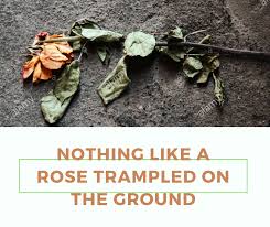 · текст rosé — on the ground. Nothing Like A Rose Trampled On The Ground Dislocated Christians