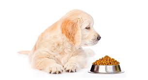 Plus, you can choose from wet and dry food. Best Food For Golden Retriever Puppy Dogs Top Tips And Reviews