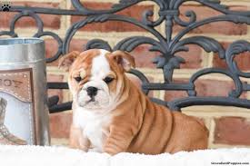 Only guaranteed quality, healthy find your perfect english bulldog puppy for sale and you'll be welcoming an incredible character into your home. English Bulldog Puppies For Sale Greenfield Puppies