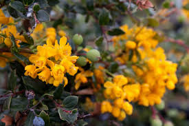 Image result for Berberis darwinii