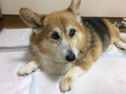 老犬になってご飯を食べない 飼い主さんが知っておきたい原因と対応を説明するね 犬 動物 コーギー
